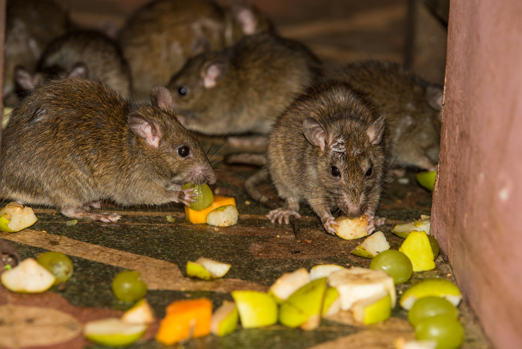 infestation de rats