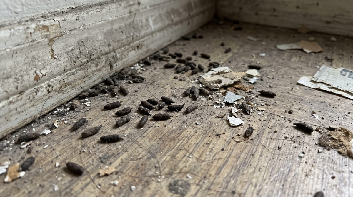 désinfection crotte de souris Belgique